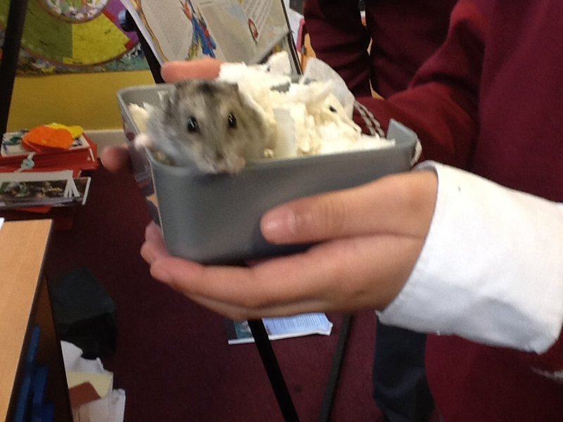 Image of Year 5s new classmate!