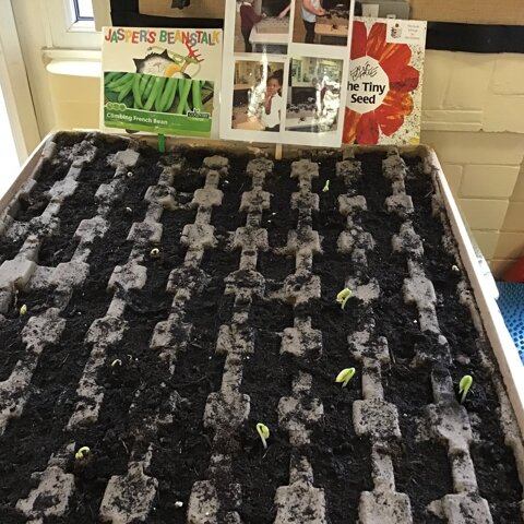 Image of Our French Beans have started to grow!