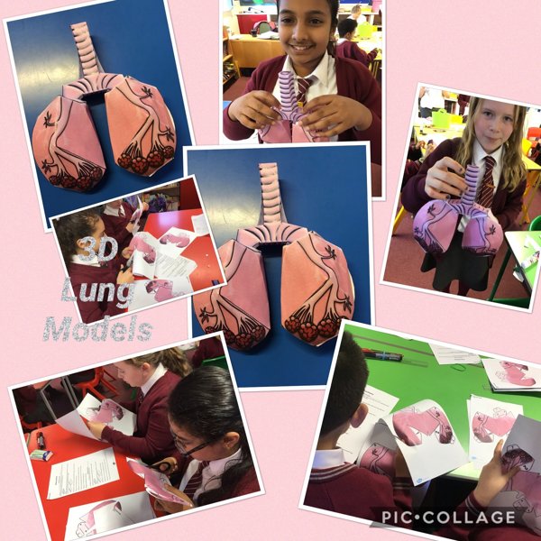 Image of Making 3D Lung Models